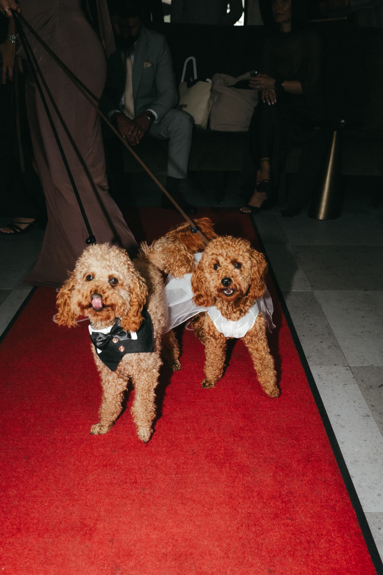 Zwei Hunde in Braut- und Bräutigam-Outfit auf rotem Teppich – Hochzeitsdetails